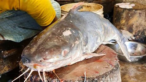 Amazing Huge Catfish Cutting Skills In Bangladesh Fish Market By Expert