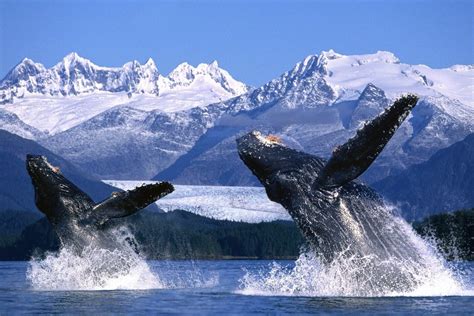 Descubre La Alaska Salvaje Paisajes Impresionantes Entre Orcas Y