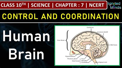 Class 10th Science Human Brain Chapter 7 Control And Coordination