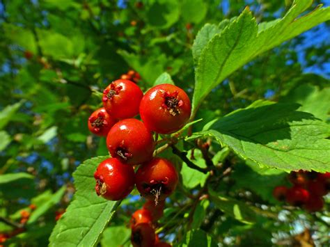 Bakgrundsbilder träd natur gren frukt bär blad blomma mat röd