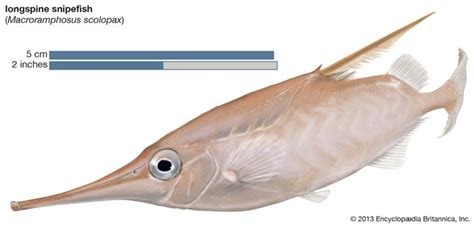 Snipefish Fish Britannica