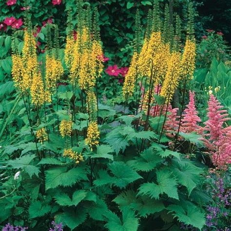 Giant Leopard Plant Fine Gardening