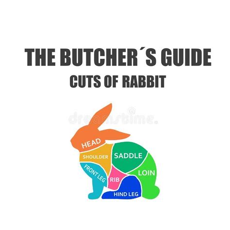 Rabbit Cut Of Meat Butcher Diagram Scheme Stock Illustration