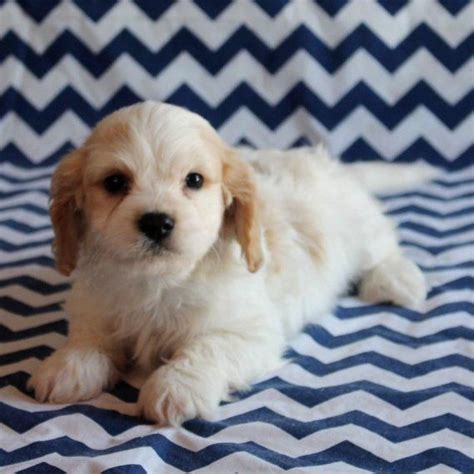 Cavachon For Sale In Pierce County 2 Petzlover