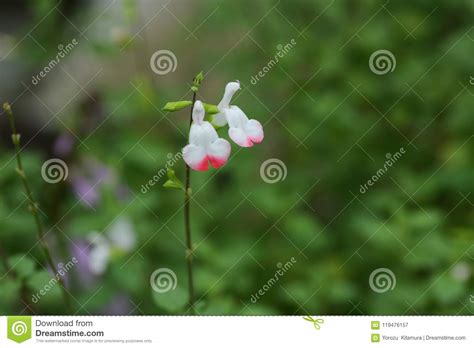 Hot Lips Sage Stock Image Image Of Lips Green Kanagawa