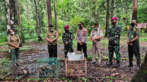 Landak Papua Yang Hampir Punah Dan Sejumlah Satwa Langka Lainnya