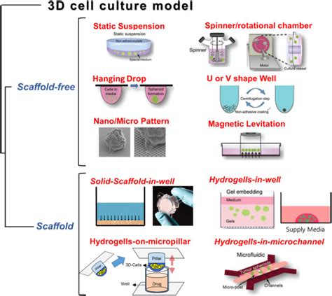 In Vitro Three Dimensional 3d Cell Culture Tools For Spheroid And