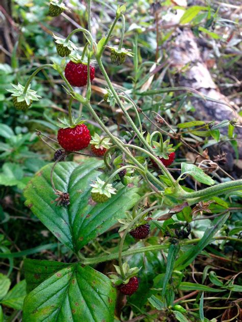 Red Berries Growing In Grass Can We Eat Them Clear Answer