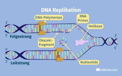 DNA Replikation Definition Zusammenfassung Easy Schule