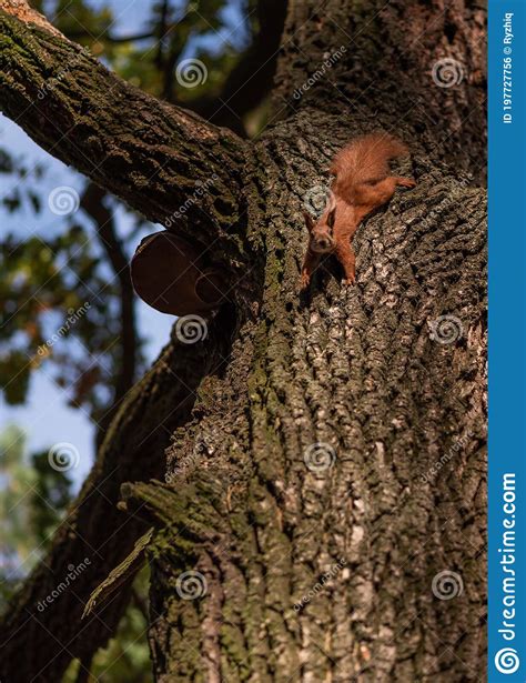 Curious Fluffy Red Squirrel On The Oak Tree In The Park Vertical