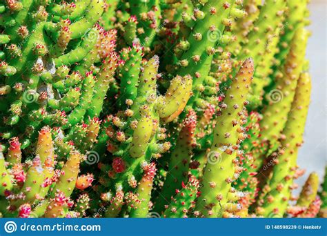 Cactus Spiky Succulent Green Plants With Spines Stock Image Image Of