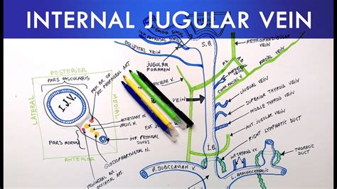 Internal Jugular Vein Anatomy Tutorial Youtube