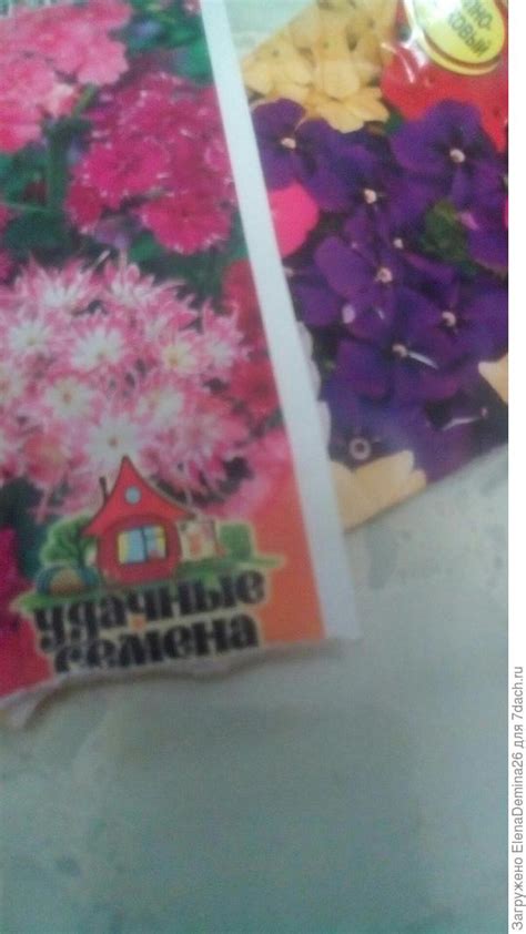 Однолетние флоксы - личный опыт выращивания, красивая фотоподборка