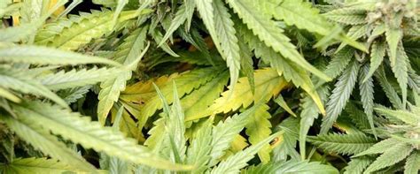 Pruning Marijuana Plants - Growing Marijuana on The Weed Blog