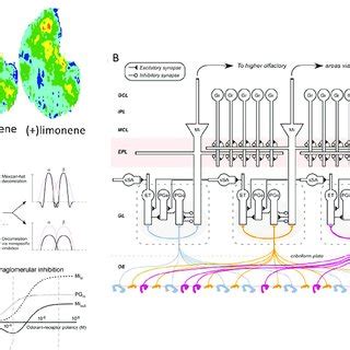 Olfactory Bulb Projections On Olfactory Cortices A Glomerular Activity