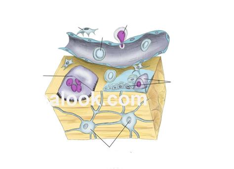 Osteogenesis Diagram | Quizlet