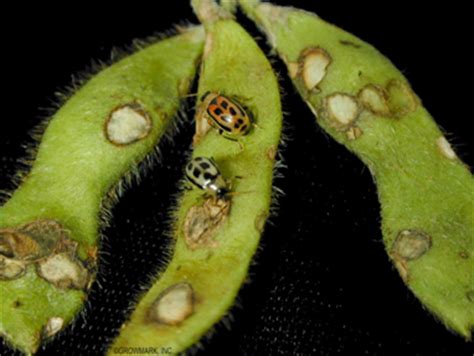 Bean Leaf Beetle – Wisconsin Horticulture