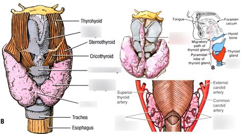 Thyroid And Parathyroid Diagram Quizlet