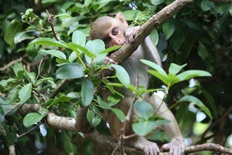 Monkeys show signs of metacognition - UPI.com