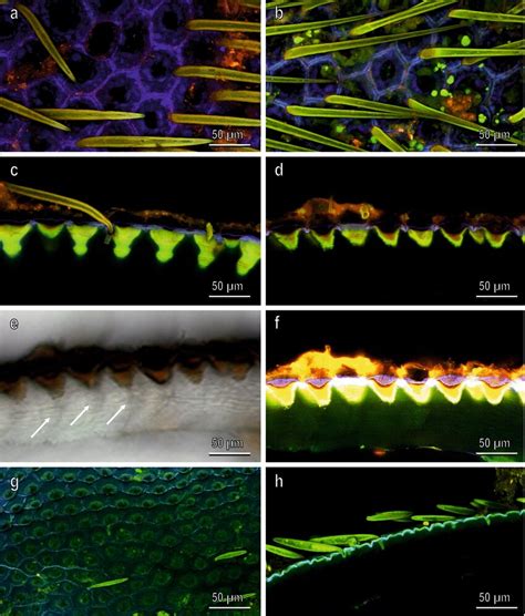 Confocal Laser Scanning Micrographs Of H Illucens Cuticle Prepupa