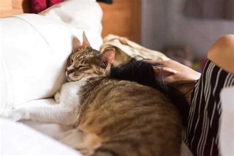 5 Reasons Why Your Cat Sleeps Next To You