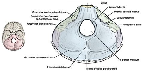 Cranial Fossa And Exit Foramina Posterior Fossa Diagram Off