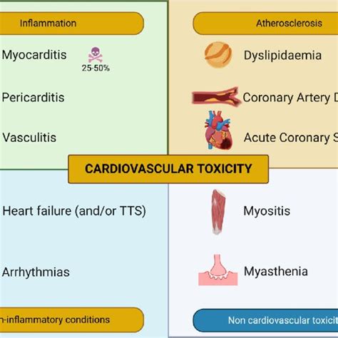 Proposed Flowchart For The Surveillance Of Cardiovascular Toxicities