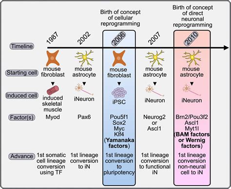 Frontiers Direct Neuronal Reprogramming Bridging The Gap Between