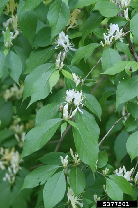 Amur Honeysuckle Lonicera Maackii