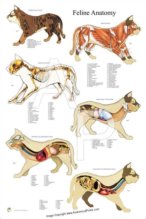 Cat Internal Muscle Skeletal Anatomy Poster X Veterinary