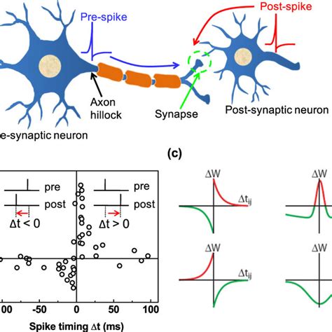 A Relative Timings Of Neuronal Spikes From The Pre Synaptic Neuron