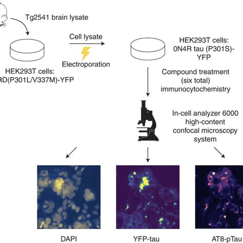 A Cellular Tau P S Yfp Aggregation Assay That Models Prion