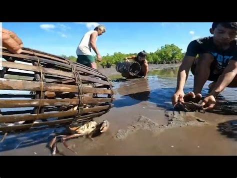 CATCHING ALIMANGO OR MUD CRABS USING BAMBOO TRAPS CATCH SELL YouTube