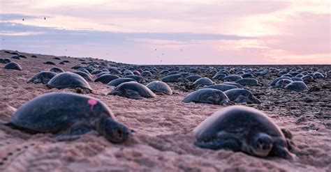 Mira A 64000 Tortugas Marinas Migrar Hacia El Lugar Donde Ponen Huevos