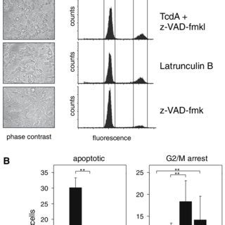 Disruption Of The Actin Cytoskeleton Interferes With The Cell Cycle