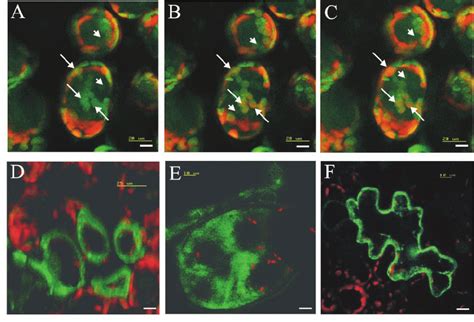 Transient Expression Of Pla Gfp Fusion Proteins In Tobacco Leaf Cells