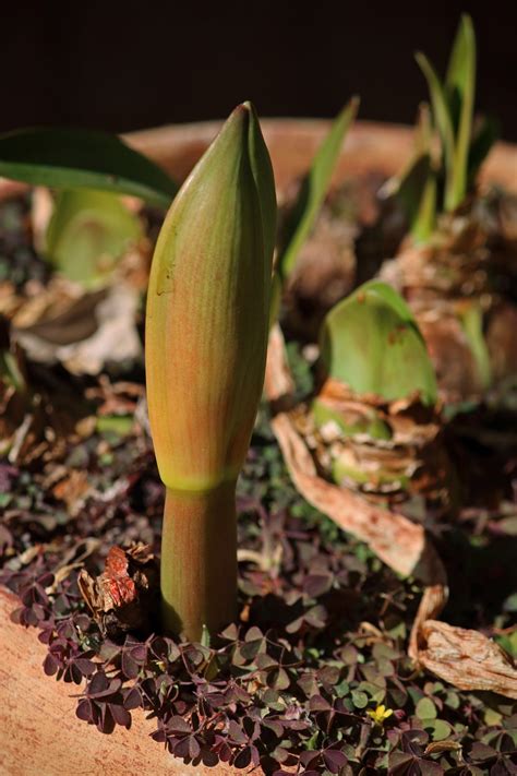 Young Leaves Of A Bulb Plant Free Stock Photo Public Domain Pictures