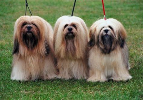 Lhasa Apso vs Havanese - Breed Comparison | MyDogBreeds