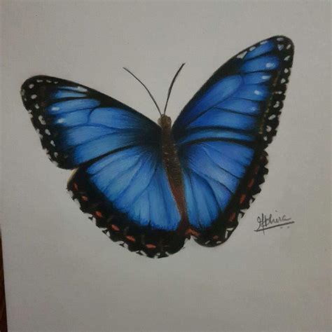 Realistic Butterfly Drawing At Explore Collection