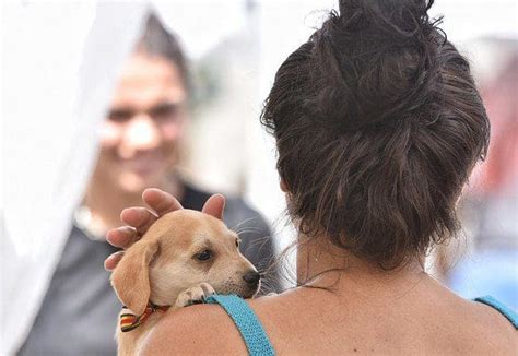 Feira de adoção de cães e gatos consegue novo lar para 22 animais em