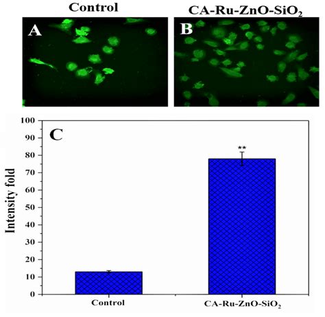 A Ros Production In Dcfh Da Stained Hela Cells Treated With Ic50