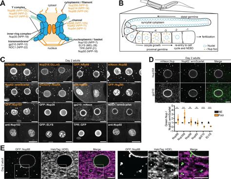 Multiple Mechanisms Prevent Ectopic Condensation Of Fg Nucleoporins In