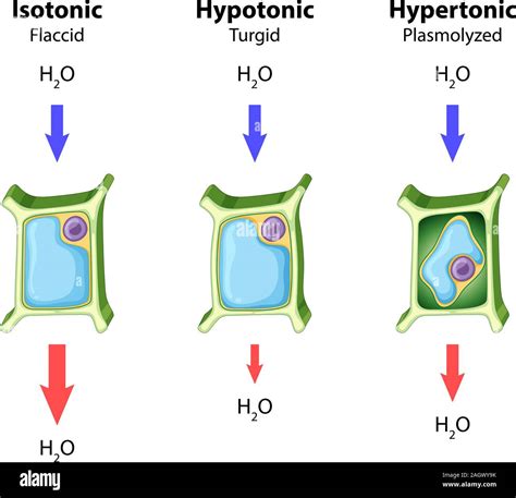 Hypertonic hi-res stock photography and images - Alamy