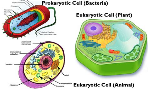 biology ms ryalls midvale science