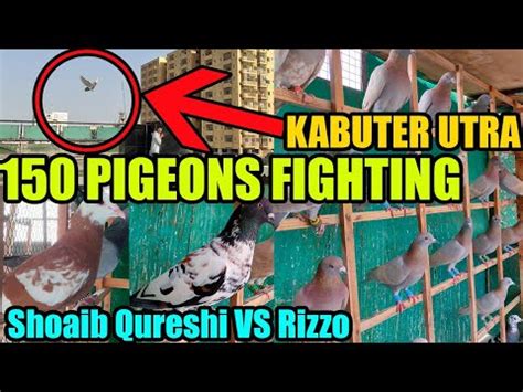 Pigeons Fighting Pigeon Loft Shoaib Qureshi Vs Rizzo Bhai Tofani