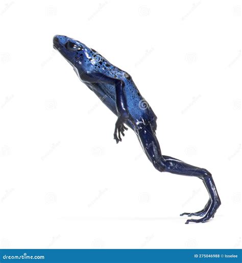 Blue Poison Dart Frog Jumping Dendrobates Tinctorius Azureus Isolated