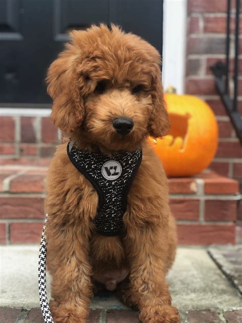 Mini F1b English Teddybear” Goldendoodle Sulpher Creek Kennels