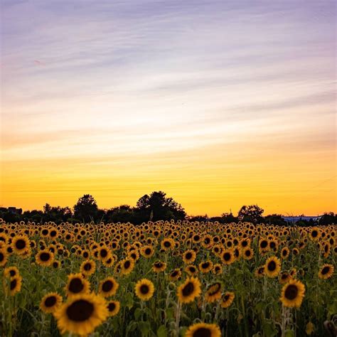 Summer of Sunflowers — Burnside Farms