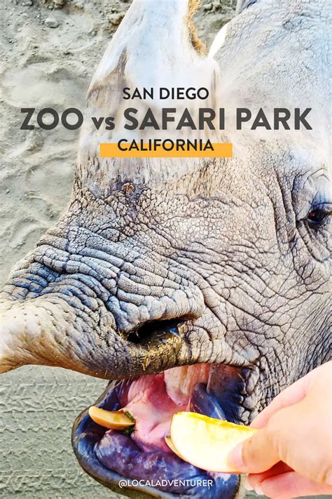 Rare Rhino Feeding At The San Diego Zoo Safari Park