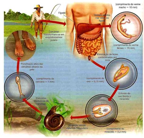 Parasitolog A Platelmintos Par Sitos Schistosoma Y Tenia